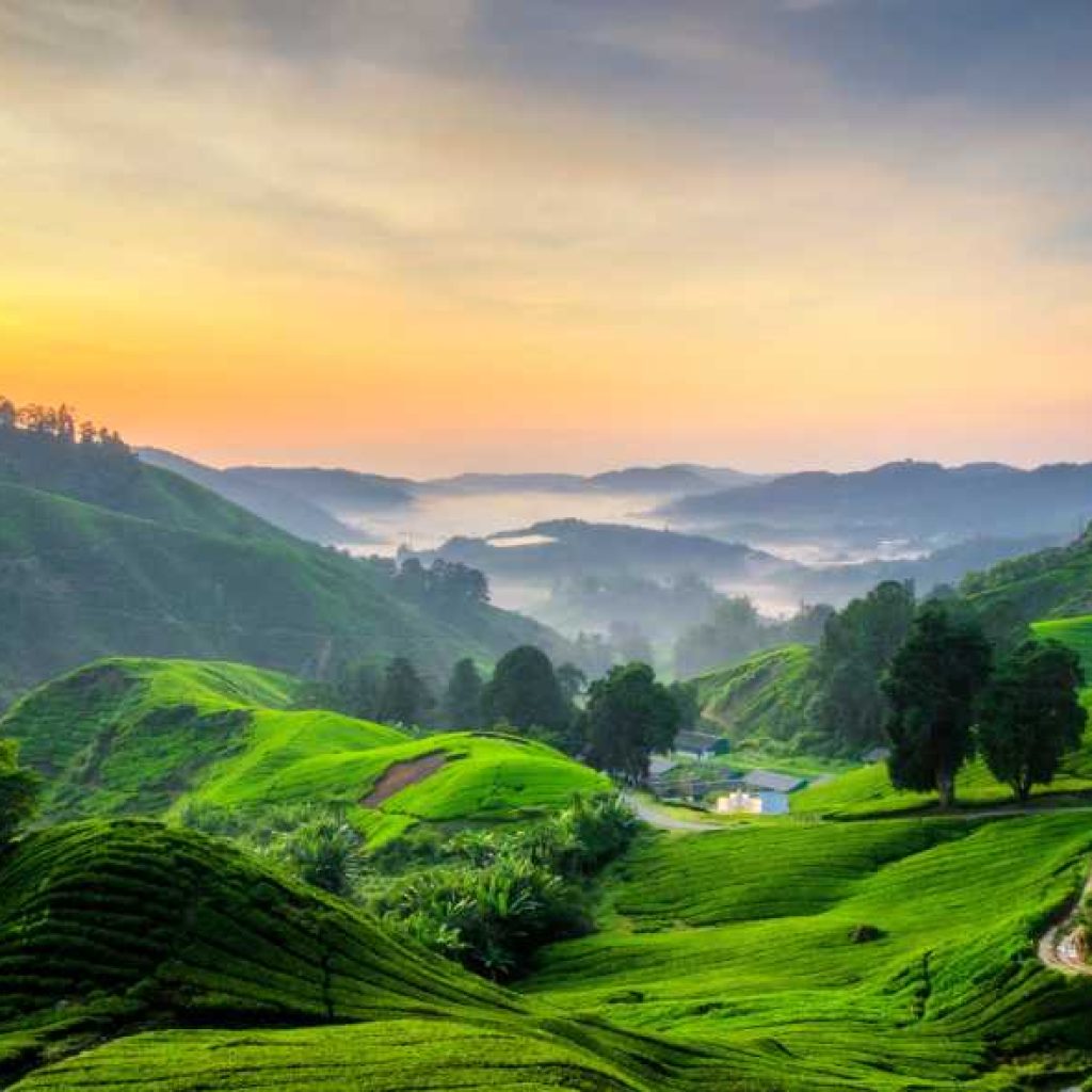 Malaysia_Cameron_Highlands_Teeplantagen_Sonenaufgang Malaysia_Cameron_Highlands_Teeplantagen_Sonenaufgang